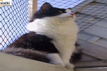 Siatki Kętrzyn - Siatka balkonowa – zabezpieczenie dla kota dla terenów Kętrzyna