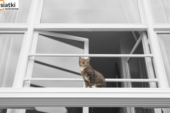 Siatki Kętrzyn - Zabezpieczenie dla kotów – siatka dla terenów Kętrzyna