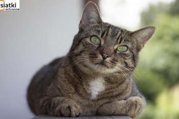 Siatki Kętrzyn - Siatka do zabezpieczenia kota i przed kotem dla terenów Kętrzyna